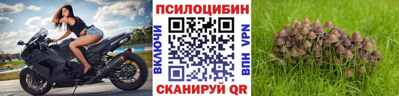 hydra   Сольцы  Псилоцибиновые грибы мицелий 